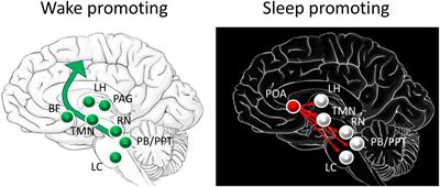 Reciprocal relationships between sleep and smell